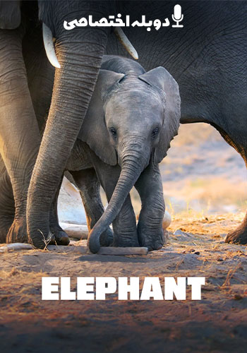تماشای Elephant فیل