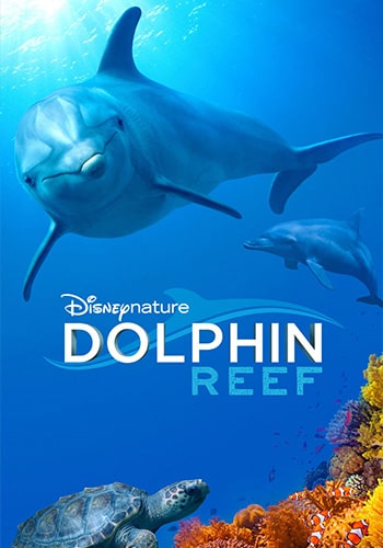  Dolphin Reef صخره دلفین 