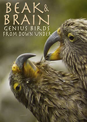  Beak & Brain - Genius Birds from Down Under منقار و مغز: پرندگان نابغه