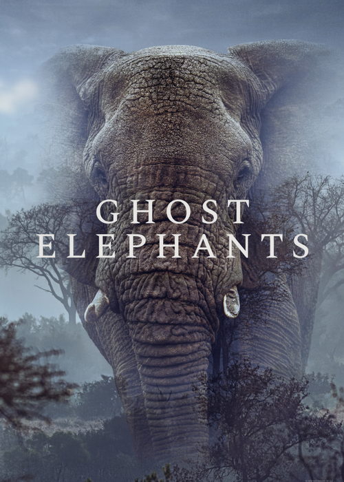   Ghost Elephants فیل‌های شبح
