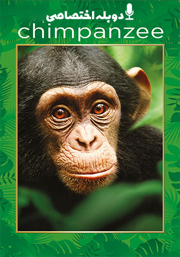  Chimpanzee شامپانزه